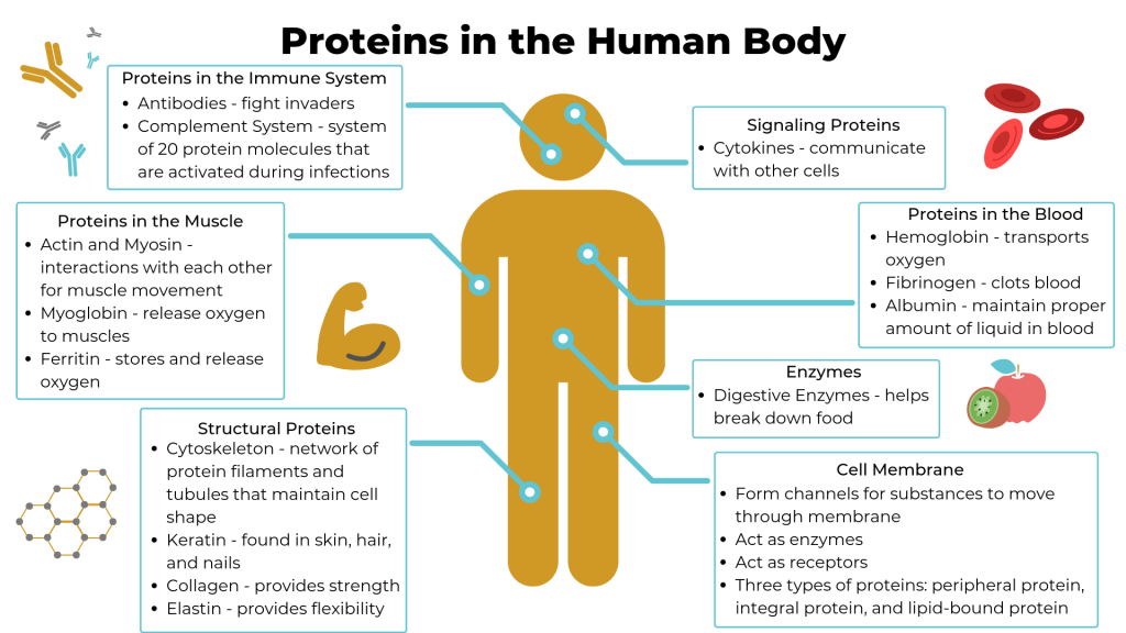 il ruolo delle proteine