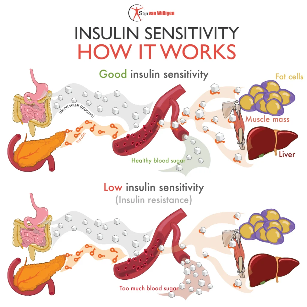 Cos’è la resistenza all’insulina?